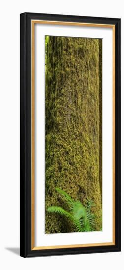 Moss Covered Tree Olympic National Park-Steve Gadomski-Framed Photographic Print