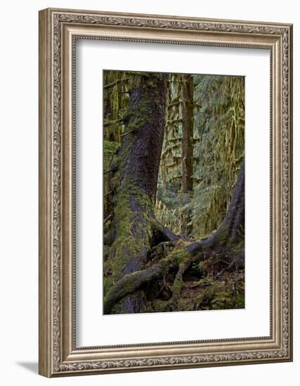 Moss-Covered Tree Trunks in the Rainforest, Olympic National Park, Washington State, Usa-James Hager-Framed Photographic Print
