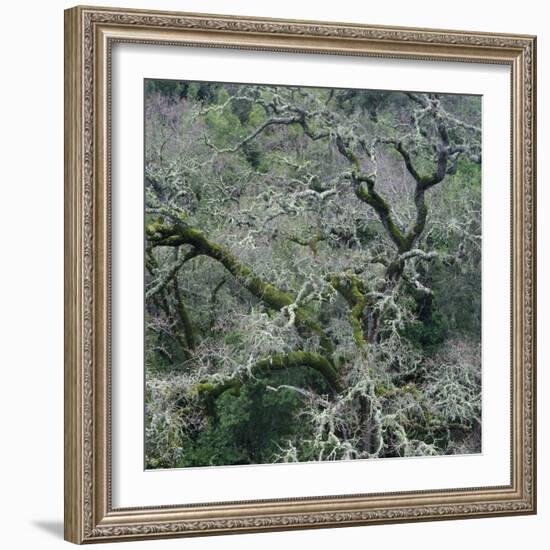 Moss Covered Tree-Micha Pawlitzki-Framed Photographic Print