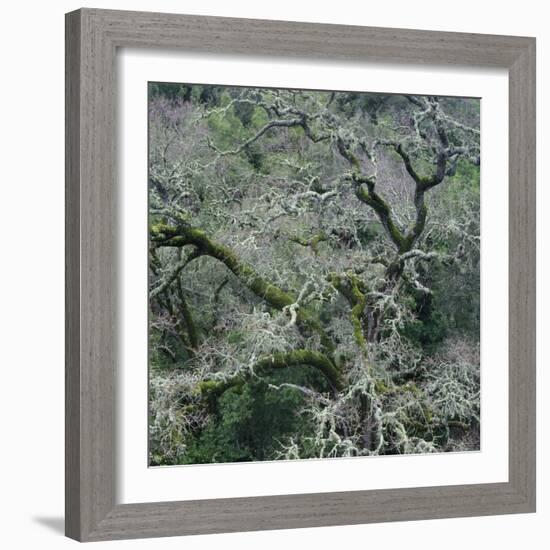 Moss Covered Tree-Micha Pawlitzki-Framed Photographic Print