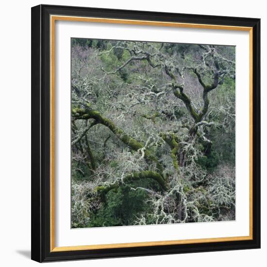 Moss Covered Tree-Micha Pawlitzki-Framed Photographic Print