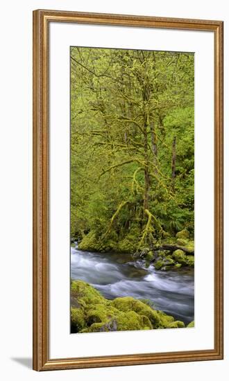 Moss Covered Trees Along Tanner Creek, Columbia Gorge National Scenic Area, Oregon, Usa-null-Framed Premium Photographic Print