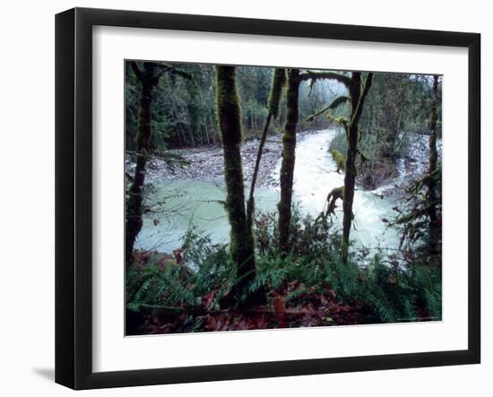 Moss-Covered Trees Frame a Bend in the Boulder River in Snohomish, Washington, USA-William Sutton-Framed Photographic Print