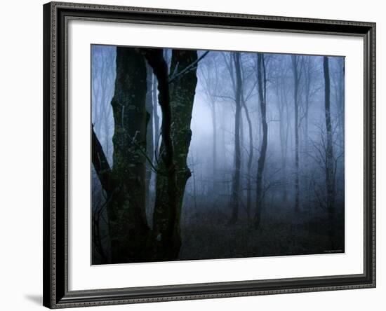 Moss Covered Trees in Dense Dog-Tommy Martin-Framed Photographic Print