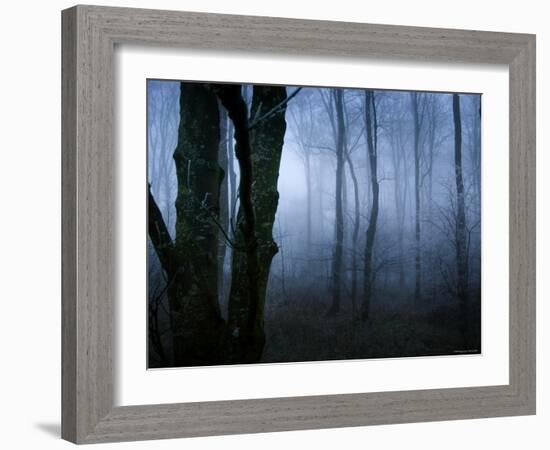 Moss Covered Trees in Dense Dog-Tommy Martin-Framed Photographic Print