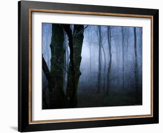 Moss Covered Trees in Dense Dog-Tommy Martin-Framed Photographic Print