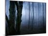 Moss Covered Trees in Dense Dog-Tommy Martin-Mounted Photographic Print
