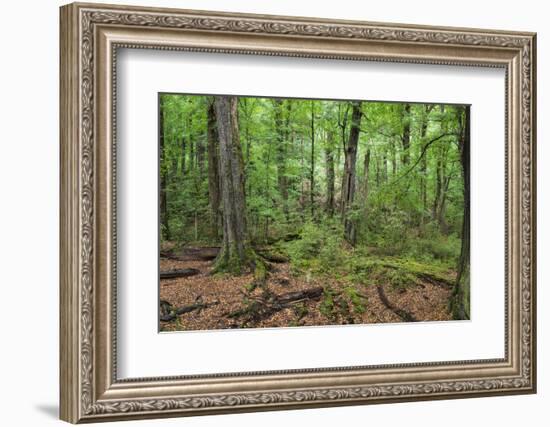 Moss covered trees in forest, Lord of the Rings, West Coast, South Island, New Zealand-null-Framed Photographic Print