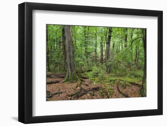 Moss covered trees in forest, Lord of the Rings, West Coast, South Island, New Zealand-null-Framed Photographic Print