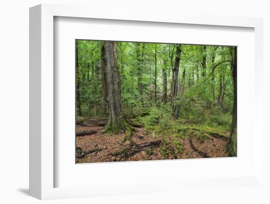 Moss covered trees in forest, Lord of the Rings, West Coast, South Island, New Zealand-null-Framed Photographic Print