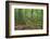 Moss covered trees in forest, Lord of the Rings, West Coast, South Island, New Zealand-null-Framed Photographic Print