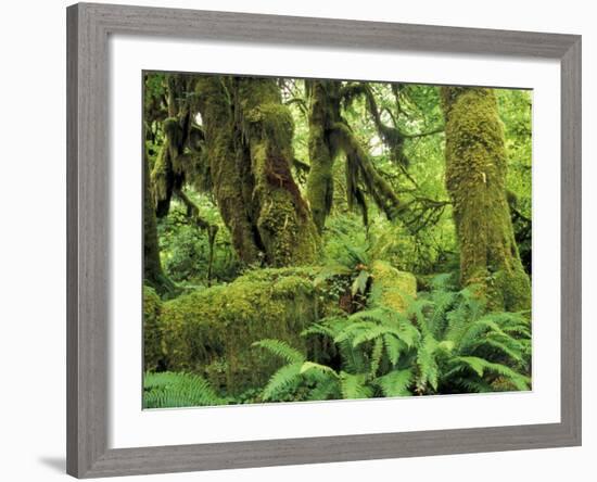 Moss Covered Trees in the Hoh Rainforest, Olympic National Park, Washington, USA-Jamie & Judy Wild-Framed Photographic Print
