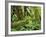 Moss Covered Trees in the Hoh Rainforest, Olympic National Park, Washington, USA-Jamie & Judy Wild-Framed Photographic Print