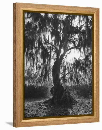 Moss Covered Trees-Eliot Elisofon-Framed Premier Image Canvas