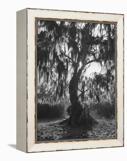 Moss Covered Trees-Eliot Elisofon-Framed Premier Image Canvas