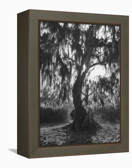 Moss Covered Trees-Eliot Elisofon-Framed Premier Image Canvas