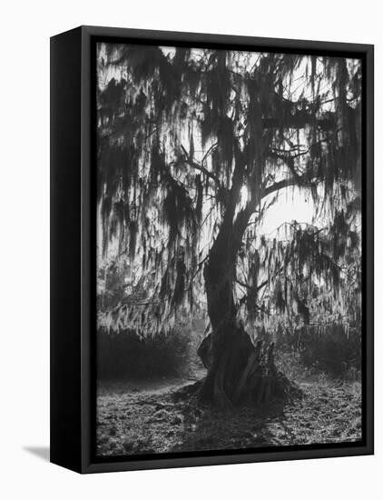 Moss Covered Trees-Eliot Elisofon-Framed Premier Image Canvas