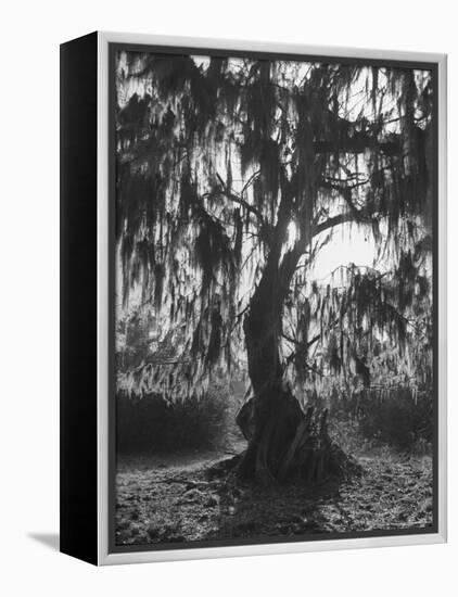 Moss Covered Trees-Eliot Elisofon-Framed Premier Image Canvas