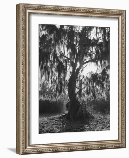 Moss Covered Trees-Eliot Elisofon-Framed Photographic Print