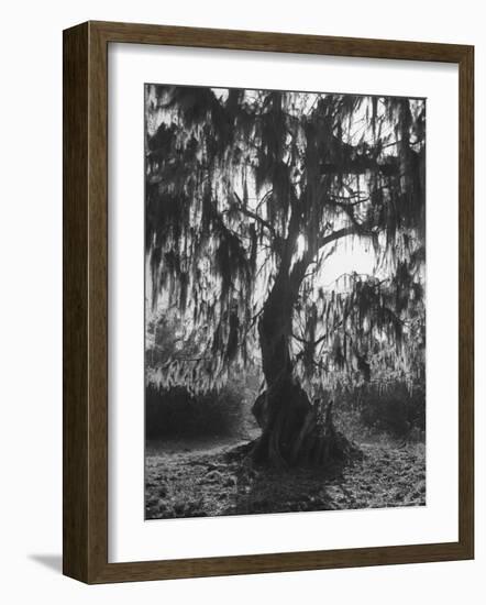 Moss Covered Trees-Eliot Elisofon-Framed Photographic Print