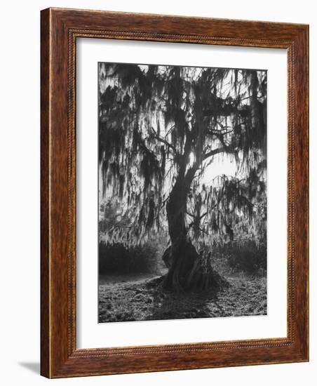 Moss Covered Trees-Eliot Elisofon-Framed Photographic Print