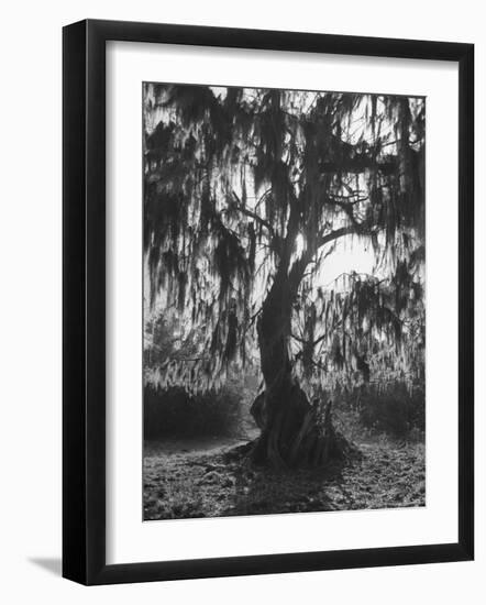 Moss Covered Trees-Eliot Elisofon-Framed Photographic Print