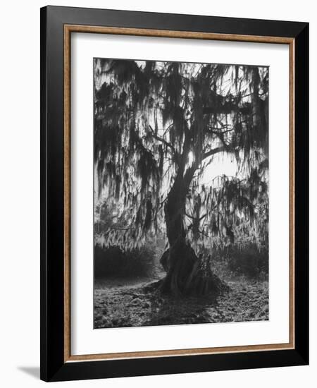 Moss Covered Trees-Eliot Elisofon-Framed Photographic Print