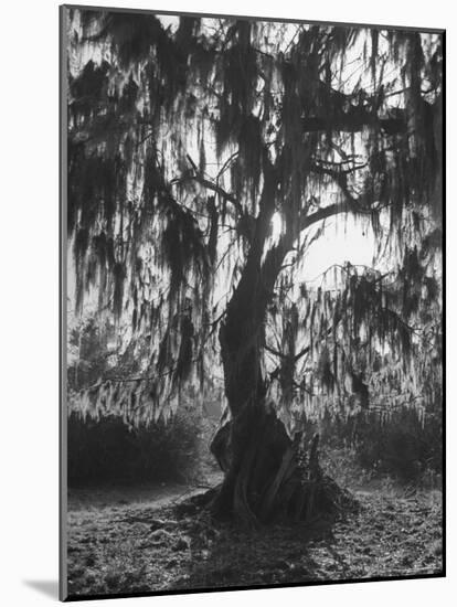 Moss Covered Trees-Eliot Elisofon-Mounted Photographic Print