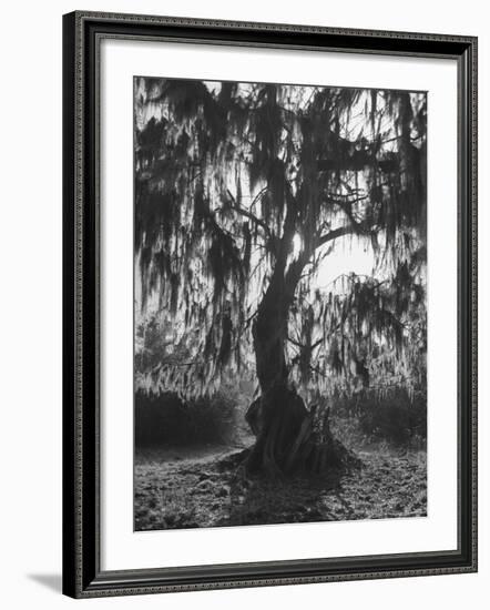 Moss Covered Trees-Eliot Elisofon-Framed Photographic Print