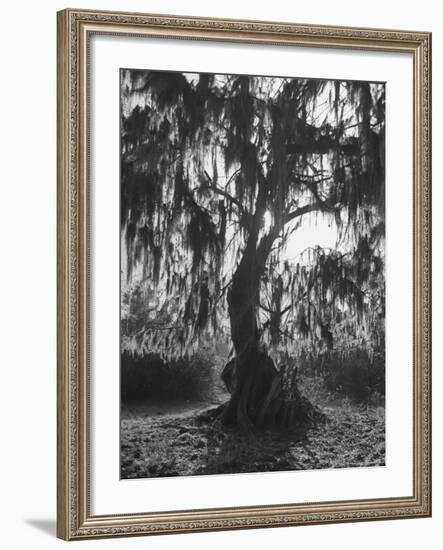 Moss Covered Trees-Eliot Elisofon-Framed Photographic Print