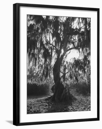 Moss Covered Trees-Eliot Elisofon-Framed Photographic Print