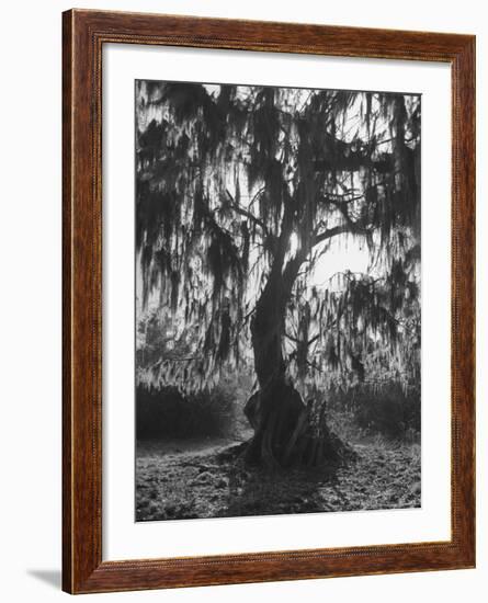 Moss Covered Trees-Eliot Elisofon-Framed Photographic Print