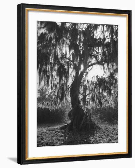 Moss Covered Trees-Eliot Elisofon-Framed Photographic Print