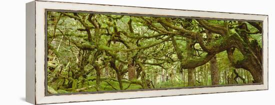 Moss-covered Trees-David Nunuk-Framed Premier Image Canvas