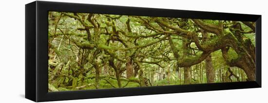 Moss-covered Trees-David Nunuk-Framed Premier Image Canvas