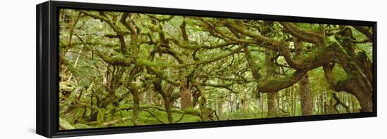 Moss-covered Trees-David Nunuk-Framed Premier Image Canvas