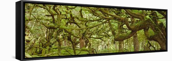 Moss-covered Trees-David Nunuk-Framed Premier Image Canvas