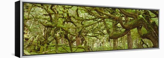 Moss-covered Trees-David Nunuk-Framed Premier Image Canvas