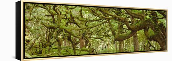 Moss-covered Trees-David Nunuk-Framed Premier Image Canvas