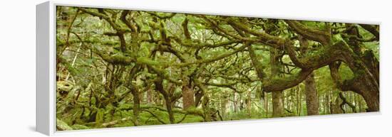 Moss-covered Trees-David Nunuk-Framed Premier Image Canvas