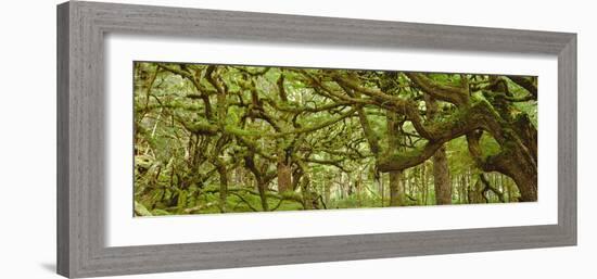 Moss-covered Trees-David Nunuk-Framed Photographic Print