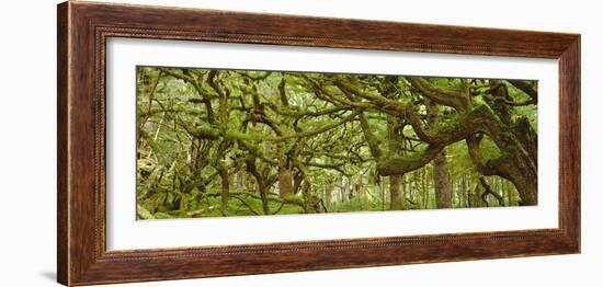 Moss-covered Trees-David Nunuk-Framed Photographic Print