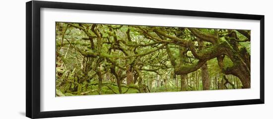 Moss-covered Trees-David Nunuk-Framed Photographic Print