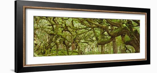 Moss-covered Trees-David Nunuk-Framed Photographic Print