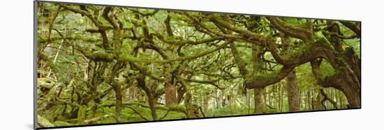 Moss-covered Trees-David Nunuk-Mounted Photographic Print