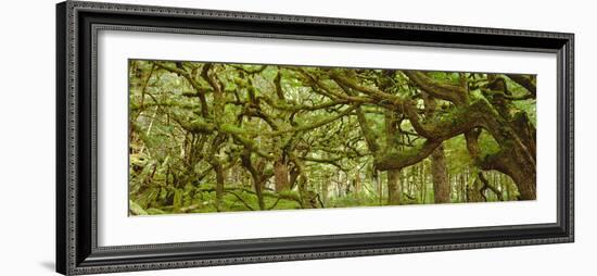 Moss-covered Trees-David Nunuk-Framed Photographic Print