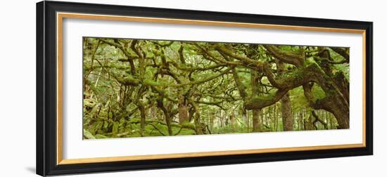 Moss-covered Trees-David Nunuk-Framed Photographic Print