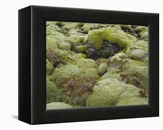 Moss Cushion, Lava Field 'Eldhraun', South Iceland, Iceland-Rainer Mirau-Framed Premier Image Canvas
