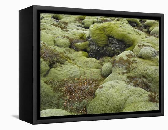 Moss Cushion, Lava Field 'Eldhraun', South Iceland, Iceland-Rainer Mirau-Framed Premier Image Canvas