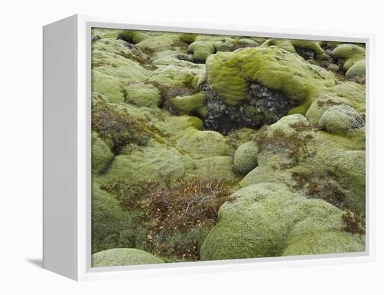 Moss Cushion, Lava Field 'Eldhraun', South Iceland, Iceland-Rainer Mirau-Framed Premier Image Canvas